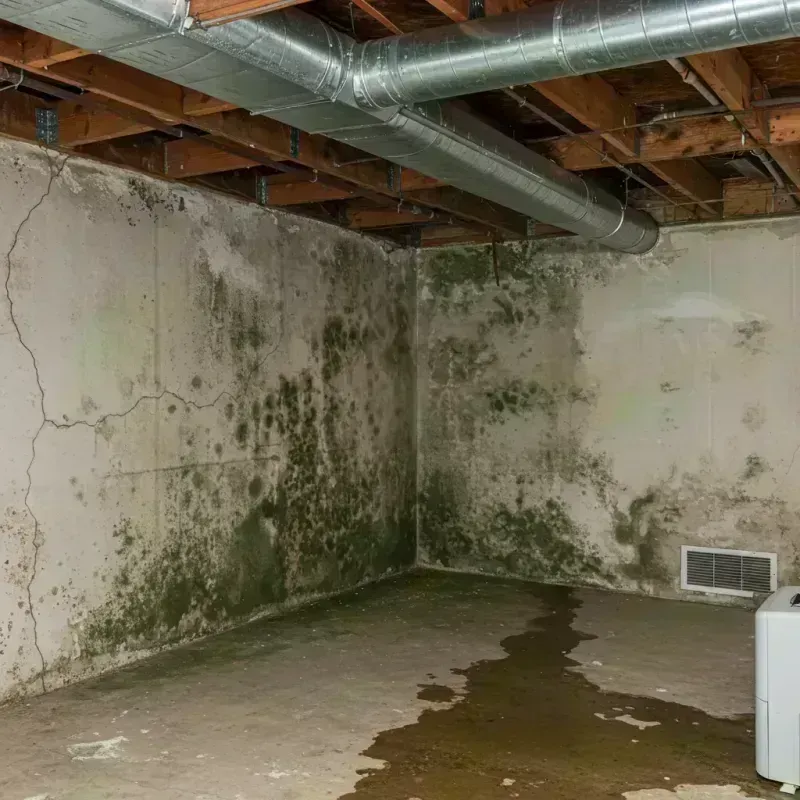 Professional Mold Removal in Stockton, MO